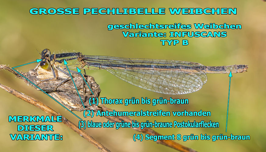 W360B - Große Pechlibelle - 14.09.2021 - Altenberg (1 von 1).jpg