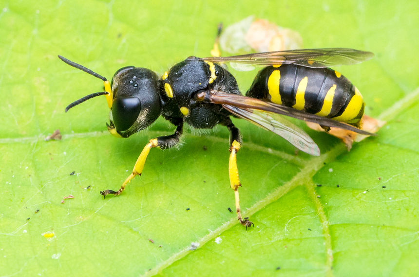 180wx - Ectemnius cephalotes - Dub- Moor - 25.08.2024.jpg