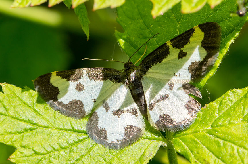 198wx -Lomaspilis marginata - 14-06-25 - HM Georg.jpg