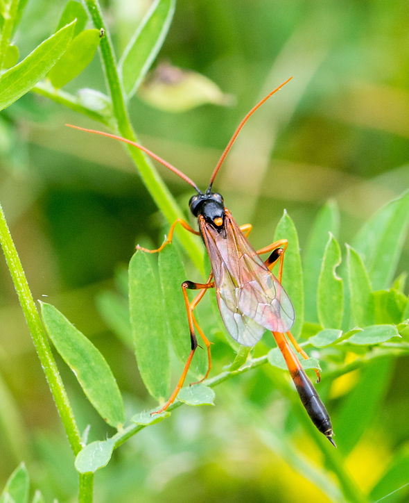630wx - Therion circumflexum - 09-08-2024 - DESL.jpg