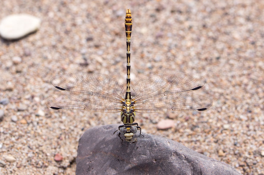 002Mwx - Erpetogomphus designatus - Big Bend NP - 16.04.2022 (1 von 1).jpg