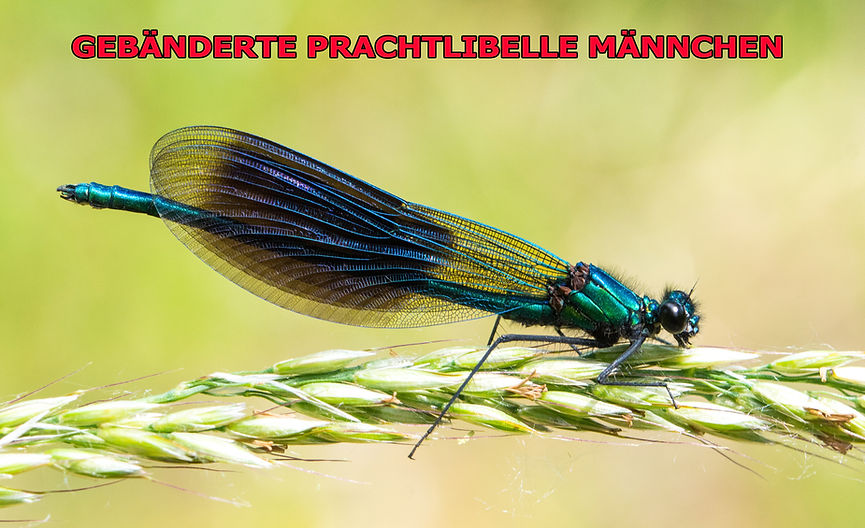 M700B - Geb Pracht- 07-06-25 - Wildenhain.jpg