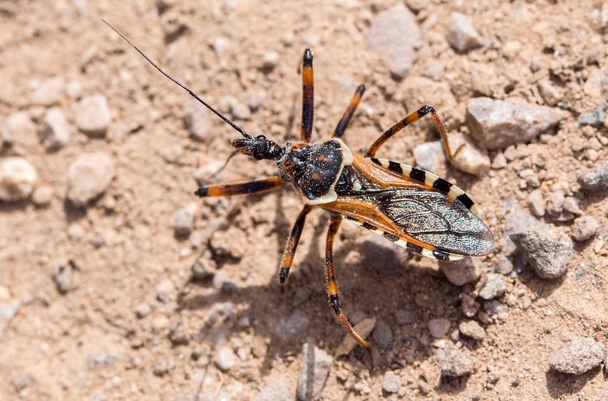 450wx - Rhynocoris punctiventris - 26.05.2024 - Dalaman oben (3 von 1).jpg