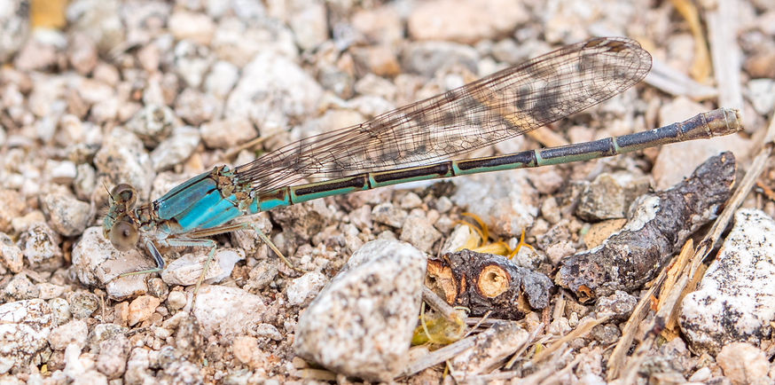 002Wwx - Argia (sp.) apicalis - Estero Llano Grande - 12.04.2022 (1 von 1).jpg