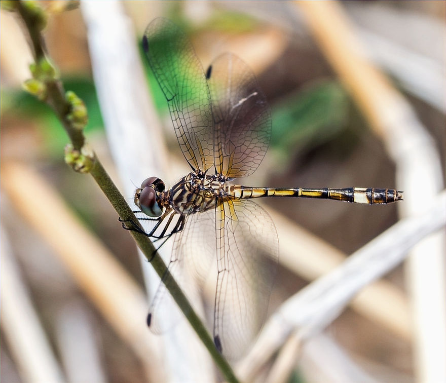 172wx - Micrathyria ocellata - 19.02_edi