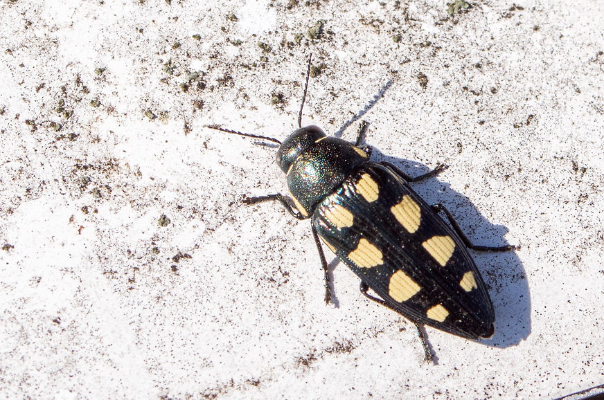 310 -Buprestis octoguttata - 17-08-25 - Wildenhain.jpg