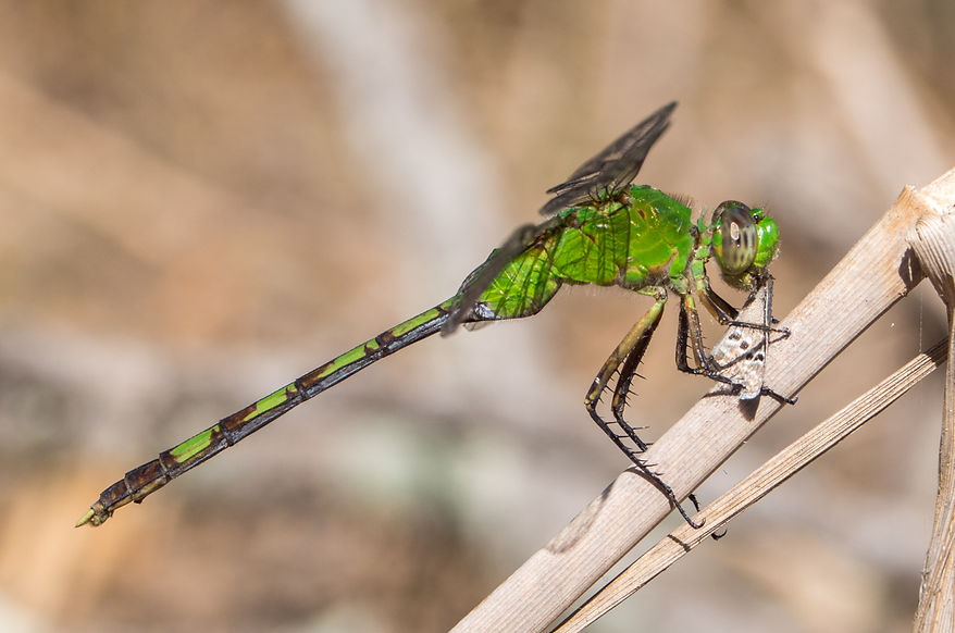 002Mwx - Erythemis vesiculosa - Santa Ana NWF - 12.04.2022 (1 von 1).jpg