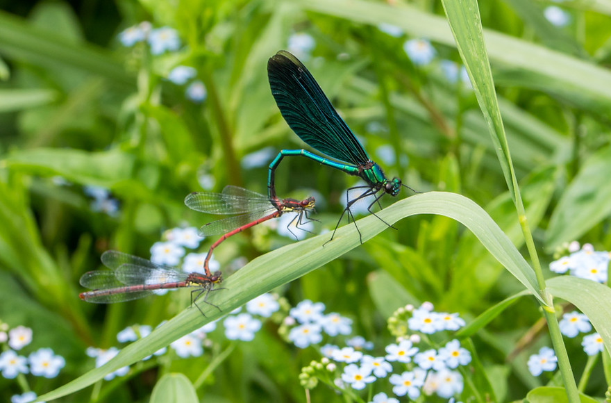 001wix - Blauflügel - 10.06.2019 - Naundorf (1 von 1).jpg