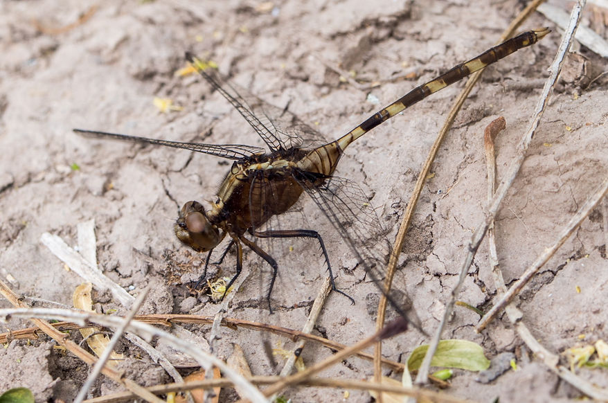 002Mwx -Erythemis plebeja - Laguna Atasoca - 11.04.2022 (1 von 1).jpg