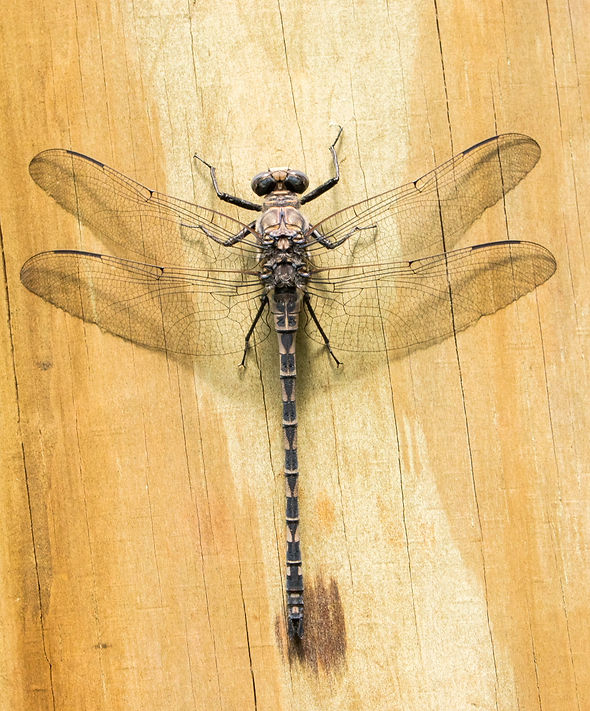 006Mwx - Grey petaltail (Tachopteryx thoreyi) - Double Lake Recreation Area - 23.04.2022 (
