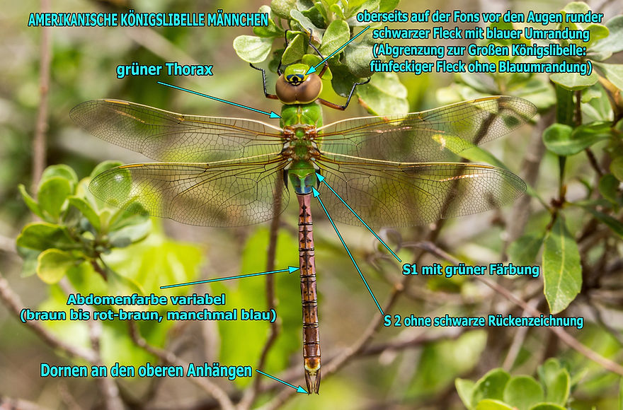 M200Bwix - Common Green Darner - 27.03.2