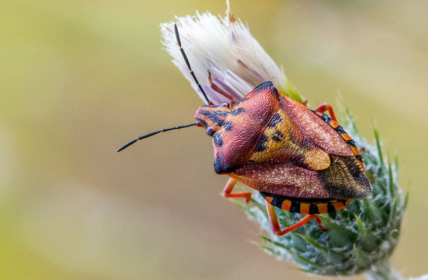 100wx - Carpocoris mediterraneus - 27.05.2024 - Toparlar (3 von 1).jpg