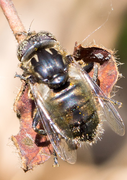 211wx - Eristalinus sepulchralis - 26-04-26 - Tiefenau.jpg
