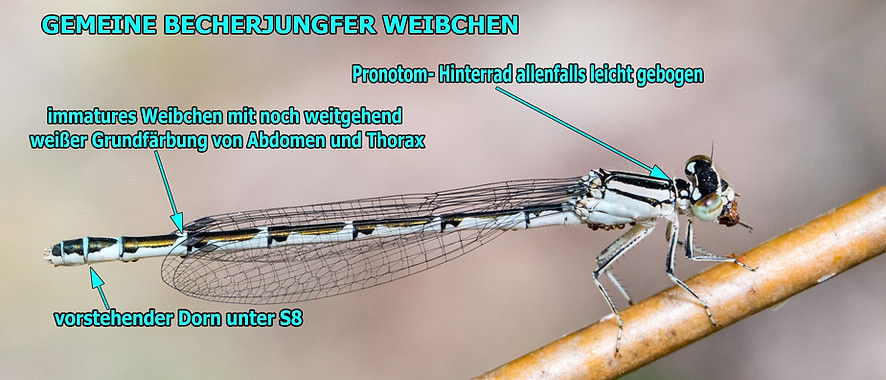 W300B - Becherjungferl - 28.07.2019 - Jauernick (1 von 1).jpg