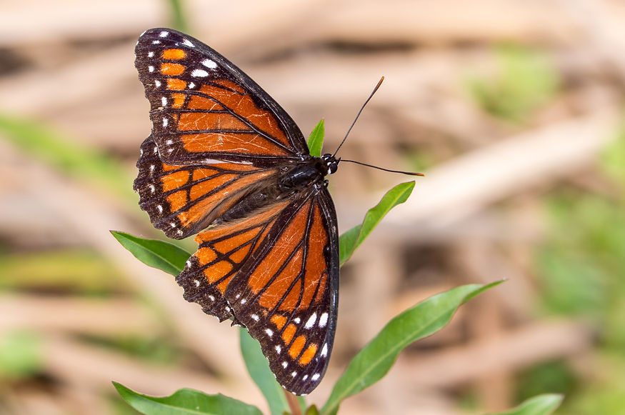 600- viceroy - 29.03.2018 - Harbor (1 vo