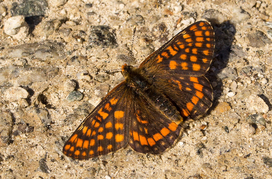 370wx - Euphydryas intermedia - Geißblatt-Scheckenfalter - 4.07.2016 - Prettau (1 von 1).j