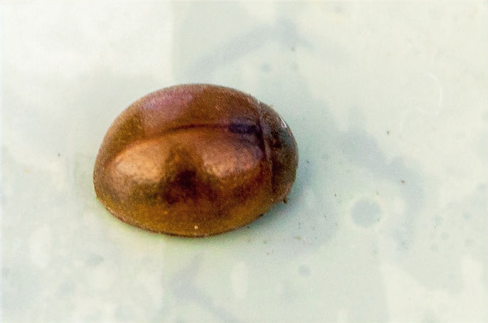 130 - Cynegetis impunctata - 25-10-25 -