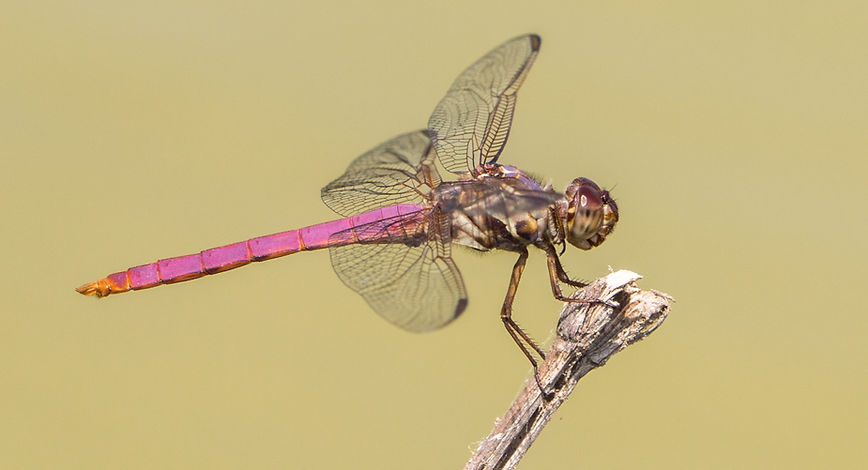 002Mwx - O. ferruginea - Santa Ana NWF - 12.04.2022 (1 von 1).jpg