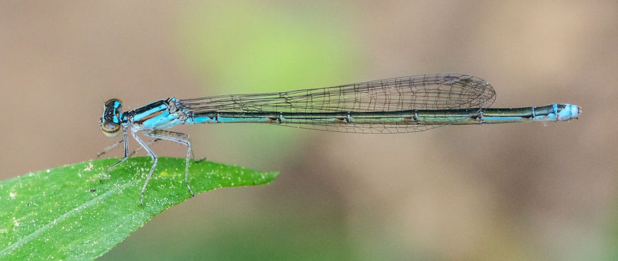 001Mwx - Enallagma divagans - Huntsville SP - 20.04.2022 (1 von 1).jpg