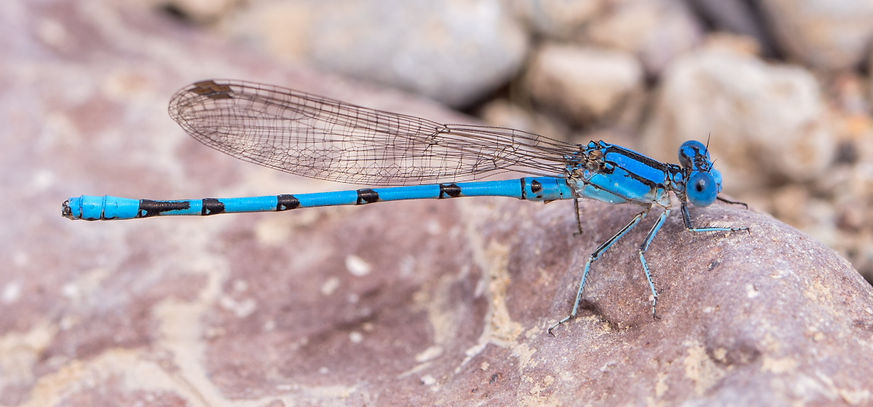001Mwx - Argia nahuana - Big Bend NP - 16.04.2022 (1 von 1).jpg
