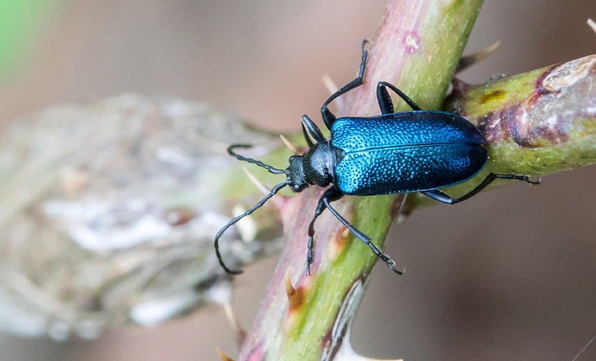 051wix - Gaurotes virginea - Blaubock - 15.05.2021 - Förstgen (1 von 1).jpg
