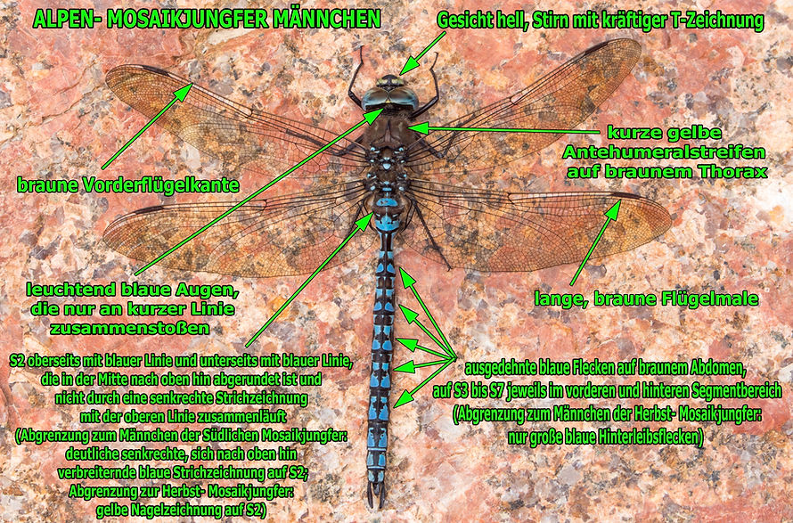 M100B - Alpen-  Mosaikjungfer - Sveg - 03.08.2021 (1 von 1).jpg