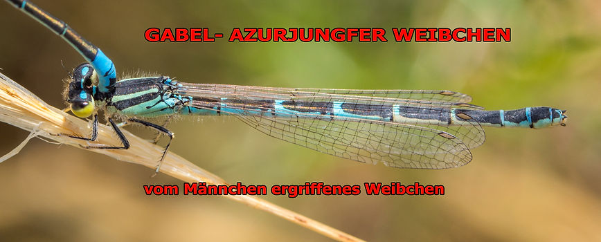 W400B - Gabel - Ugijar - 3.06.2021 (1 von 1).jpg