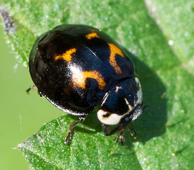 500wx - Asia MK - Pließkowitz - 08-11-25.jpg