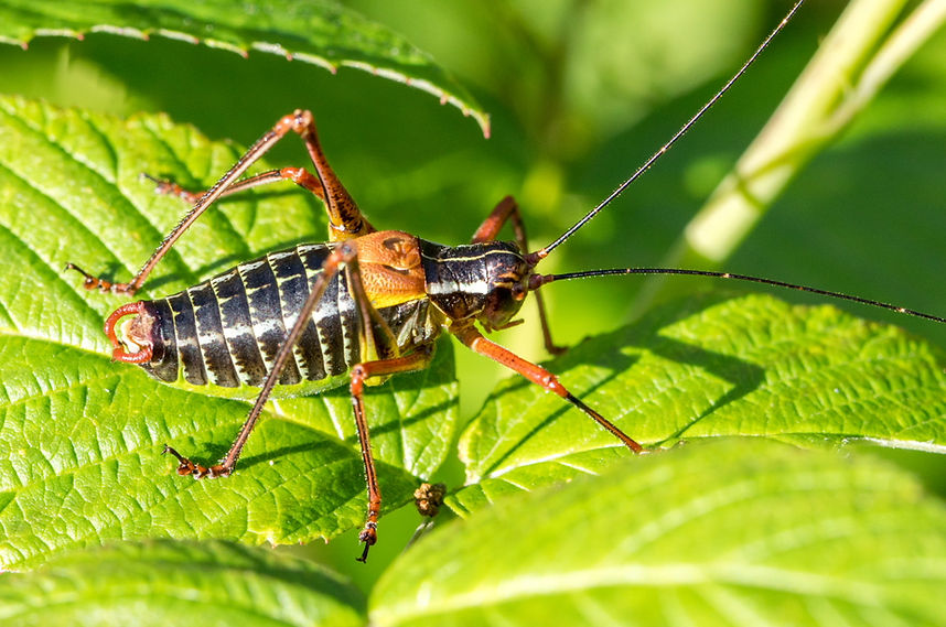100wx - Barbitistes constrictus X - Labanoras LIT - 03.08.2022 (1 von 1).jpg