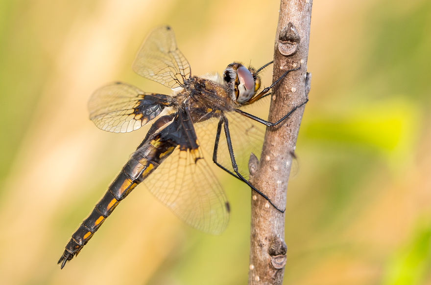 800Wwx - mantled baskettail - Davy Crockett NF - 21.04.2022 (1 von 1).jpg