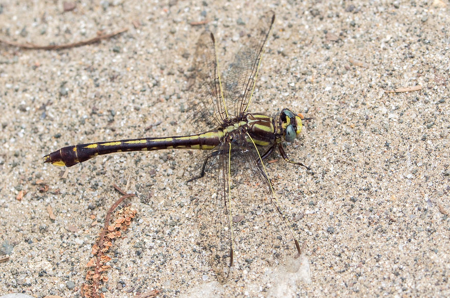 101Wwx - Gomphurus hybridus - Angelina NF - 22.04.2022 (1 von 1).jpg