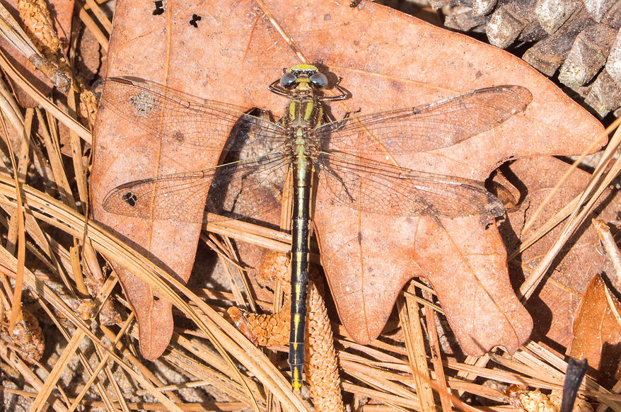 200Wwx- Phanogomphus oklahomensis - Huntsville SP - 20.04.2022 (1 von 1).jpg