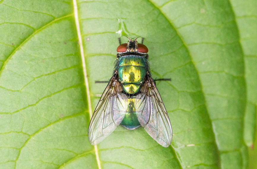 001wix - Goldfliege (Lucilia sericata - Ottendorf-O. - 09.07.2021 (1 von 1).jpg