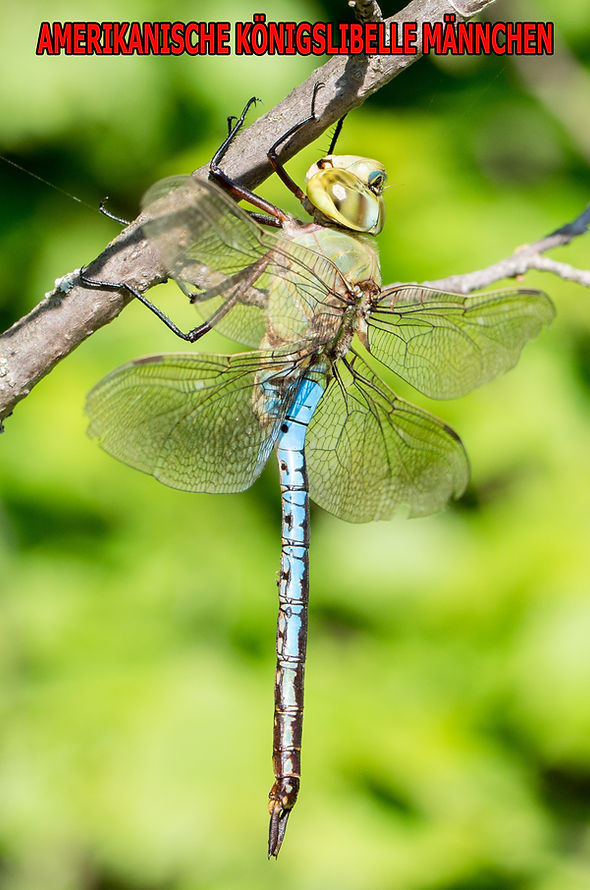 M100Bwix - Amerik. Königslibelle - Lake 