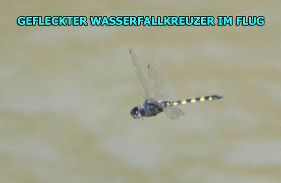 M300B - Geflreckter Wasserfallkreuzer - Las Melizas - 16.06.22 (1 von 1).jpg