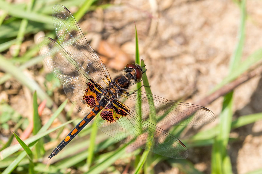 200Mwx - Celithemis ornata - Angelina NF - 22.04.2022 (1 von 1).jpg