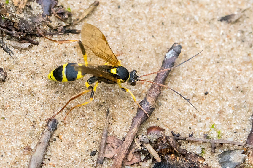 200wx - Amblyteles armatorius - Gelbe Schlupfwespe w - Dauban - 19.09.2021 (1 von 1).jpg
