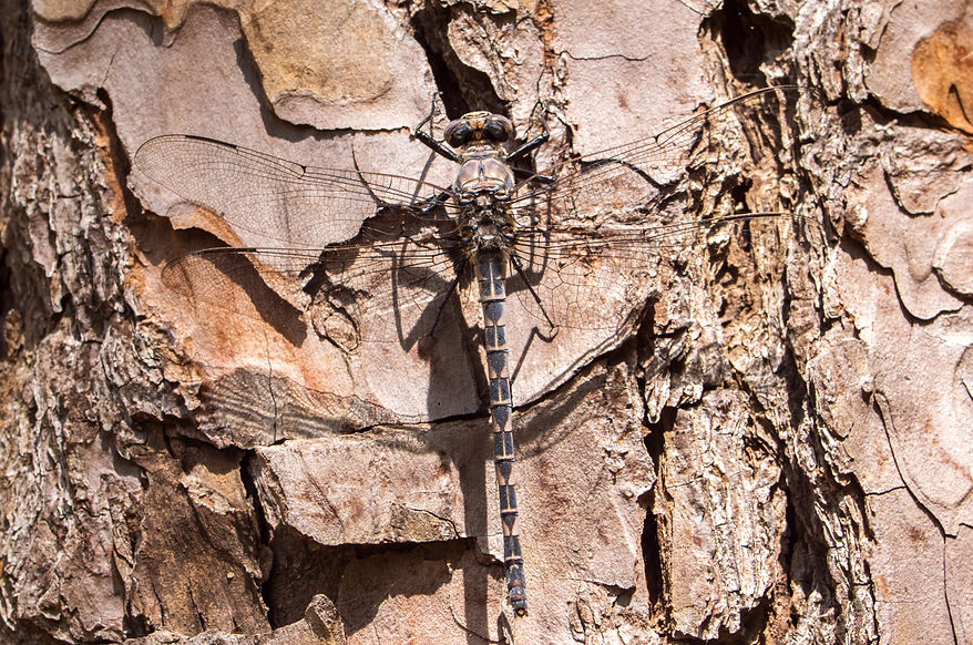 001Wwx - Tachopteryx thoreyi - Angelina NF - 22.04.2022 (1 von 1).jpg