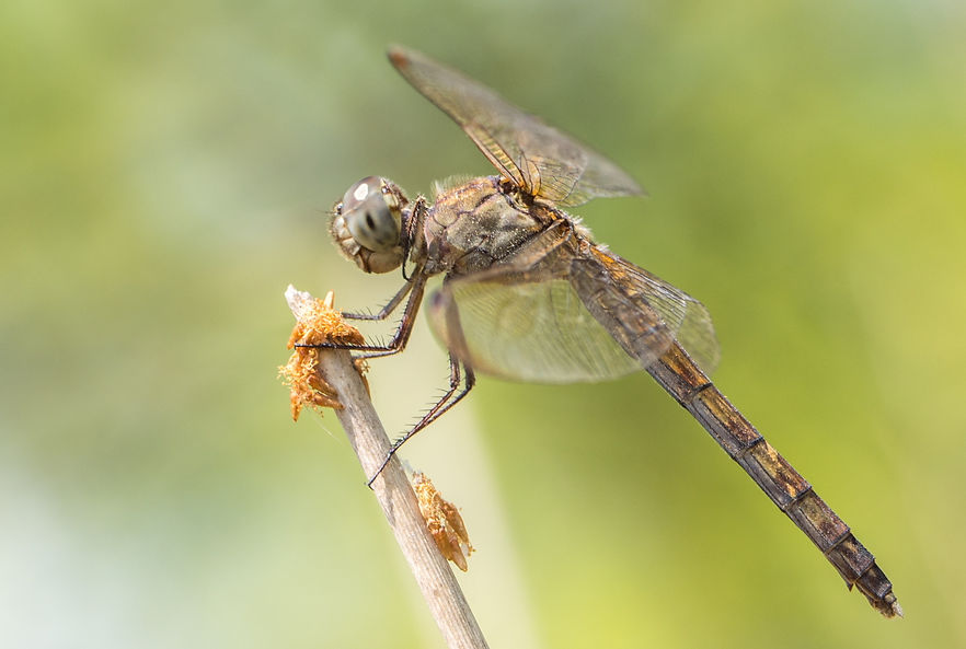 011Wwx - Erythrodiplax umbrata - Santa Ana NWF - 12.04.2022 (1 von 1).jpg