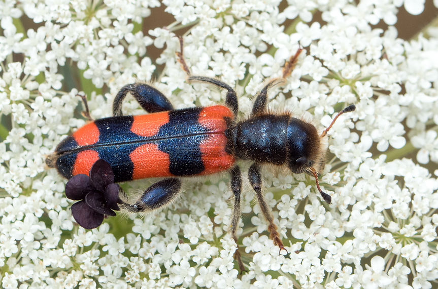 552wx - Trichodes craboniformis - 06.07.26 - Mygdalia 6-3.jpg