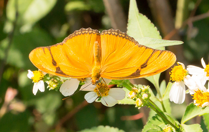 001 - Julia - Everglades - 11.03.2017.jp