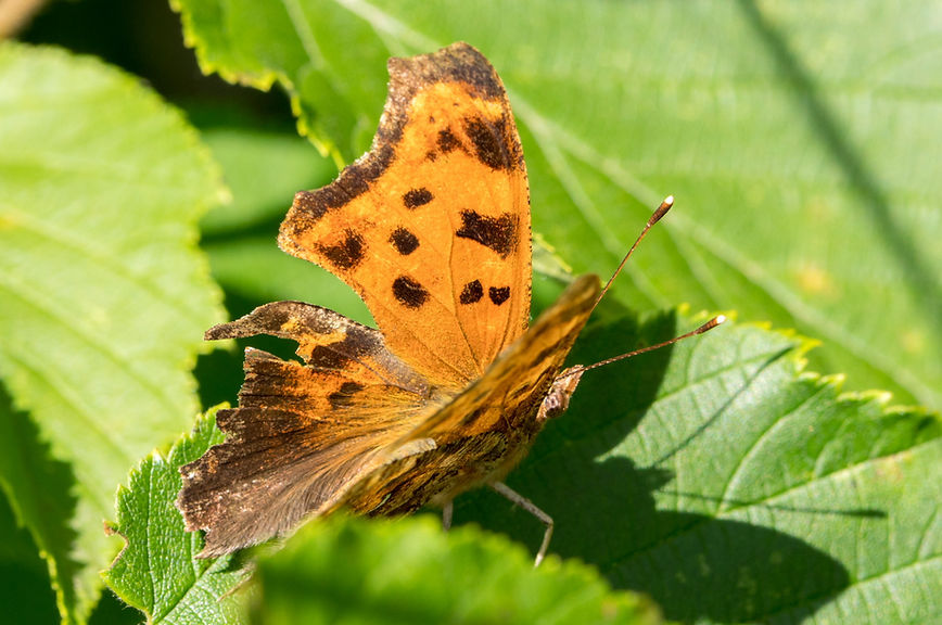 230wx - Polygonia comma - 21-07-25 - Tu Mou Ft WMA.jpg