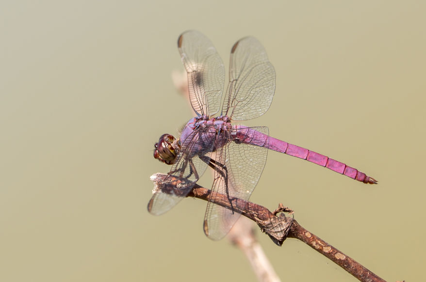 001Mwx - Roseate Skimmer - Santa Ana NWF - 13.04.2022 (1 von 1).jpg