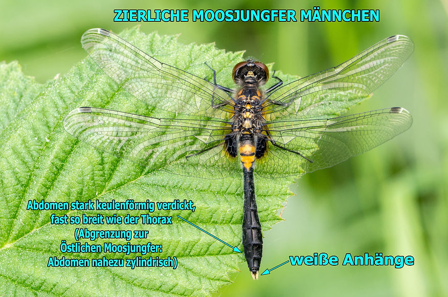 M400B - Zierliche Moosjungfer - 11.05.2018 - Meissendorf.jpg