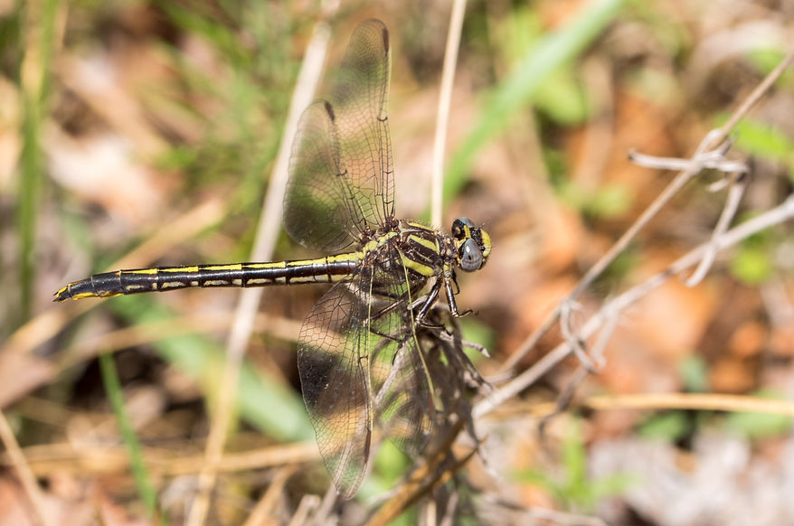 201Wwx - Phanogomphus oklahomensis - Double Lake - 23.04.2022 (1 von 1).jpg