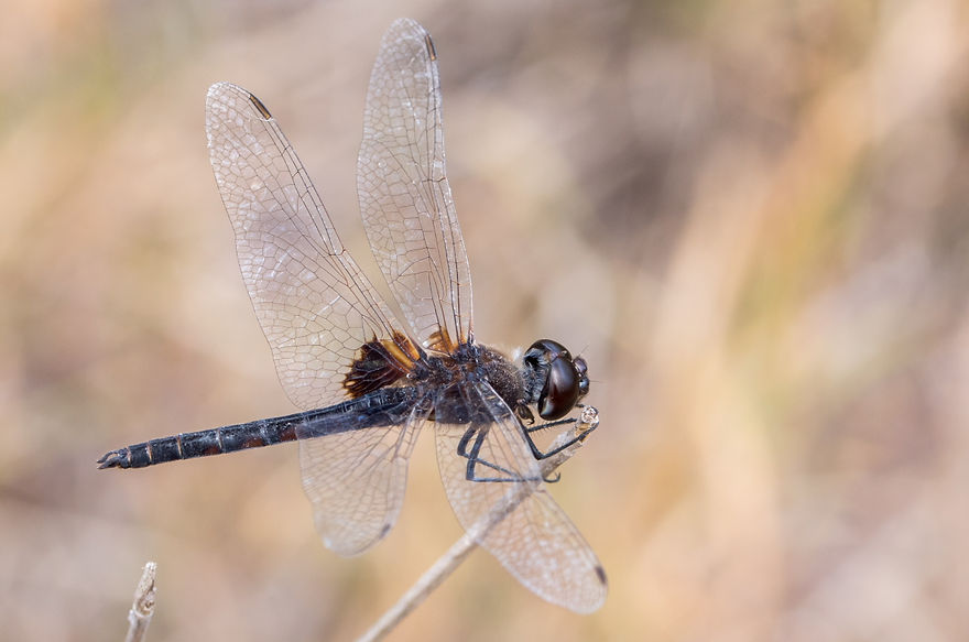 001Mwx - Macrodiplax balteata - Laguna Atasoca - 11.04.2022 (1 von 1).jpg