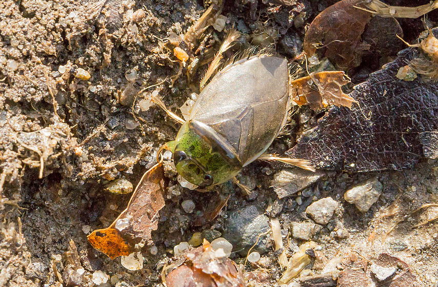 Schwimmwanze - Ilyocoris cimicoides - 03.03.2017 - Wittichenau.jpg