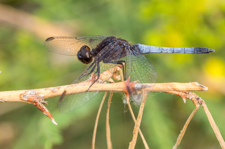 001Mwx - Erythrodiplax basifusca - Big Bend NP - 16.04.2022 (1 von 1).jpg