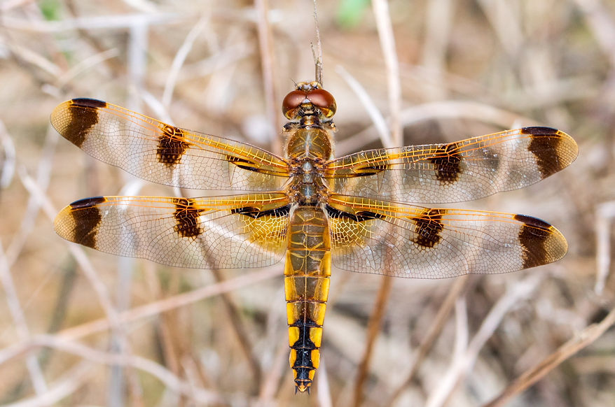 100Wwx- Libellula semifasciata - Lake Houston - 25.04.2022 (1 von 1).jpg