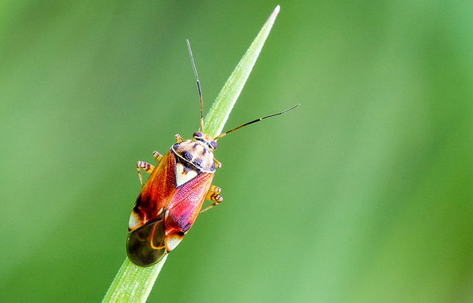 430wx - Lygus pratensis - 05.07.2024 - Mühlbach (3 von 1).jpg